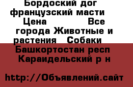 Бордоский дог ( французский масти)  › Цена ­ 50 000 - Все города Животные и растения » Собаки   . Башкортостан респ.,Караидельский р-н